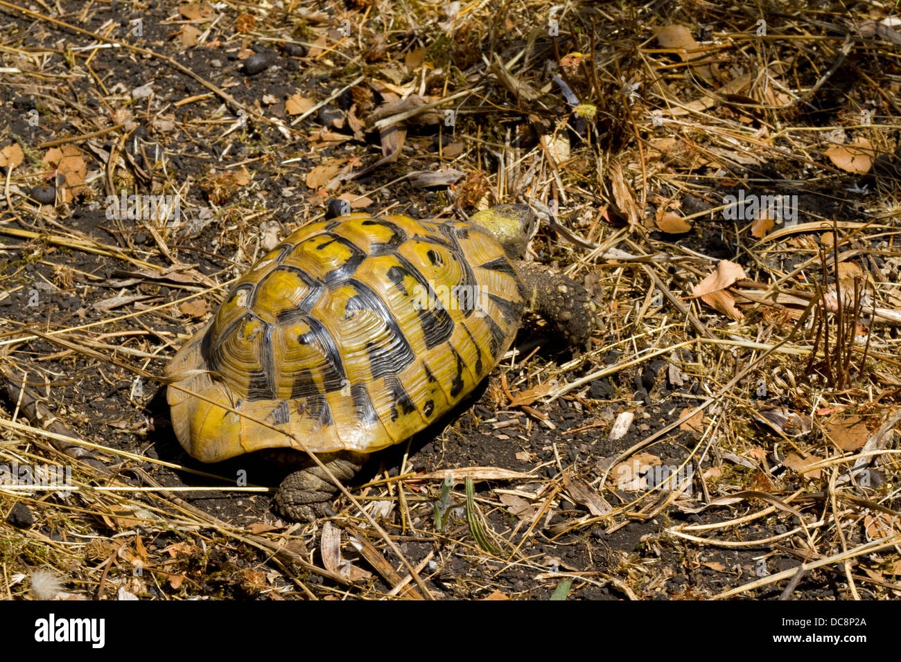 Tortue sauvage d'Hermann, .Testudo hermanni, Corfou. Grèce Banque D'Images