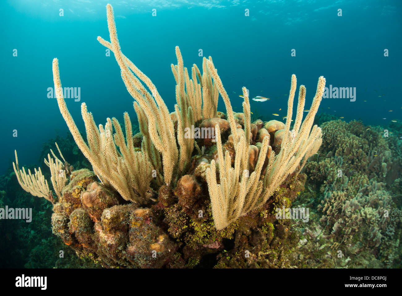 Les tiges de la mer sur un récif de coraux tropicaux de l'île de Roatan, Honduras. Banque D'Images