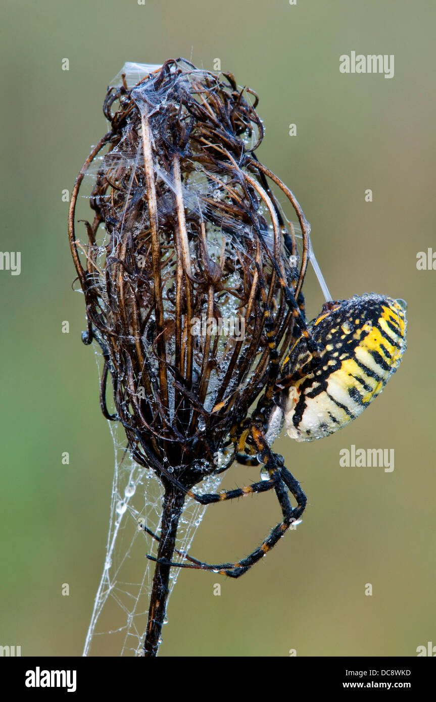 Jardin ou en bandes Spider Argiope trifasciata Argiope spinning son site sur dead Queen Anne's Lace Daucus carota E USA Banque D'Images