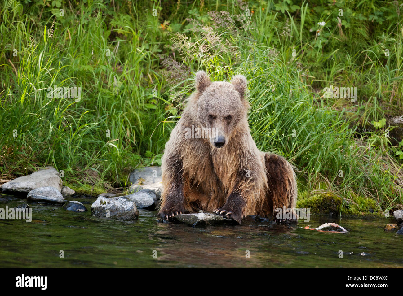 Une jeune femelle ours brun assis sur le bord du fleuve russe et looking at camera, Southcentral Alaska, l'été Banque D'Images