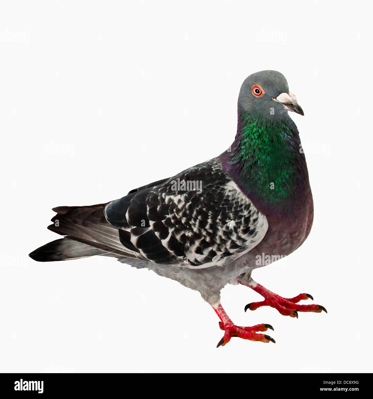 Pigeon - isolé - Corps complet - aucune ombre Banque D'Images