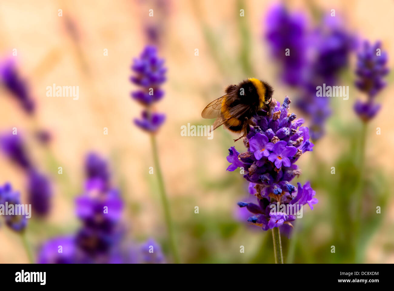 L'Abeille et lavande Banque D'Images