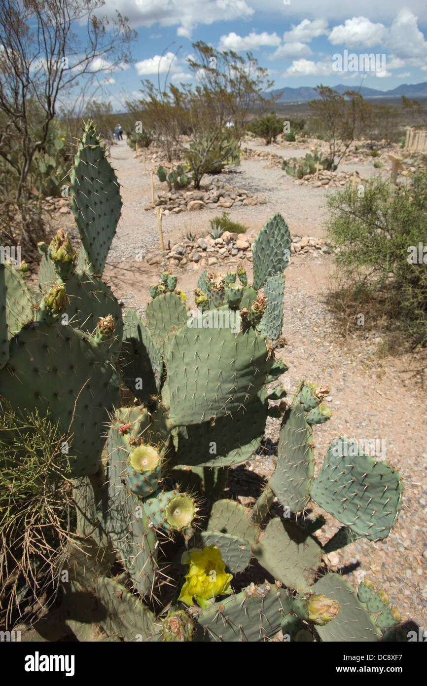 CACTUS PAR GRAVES BOOT HILL CIMETIÈRE TOMBSTONE ARIZONA USA Banque D'Images