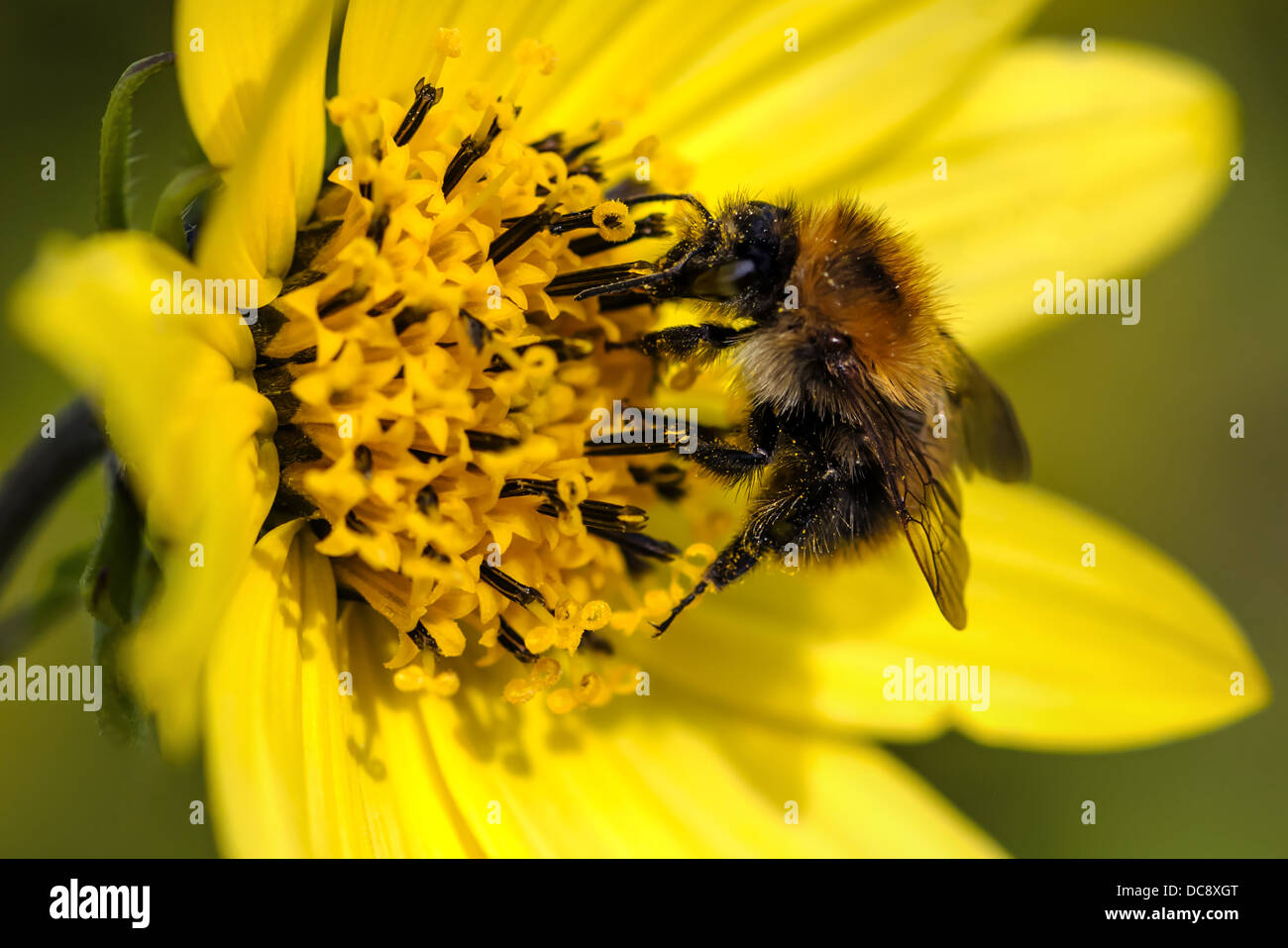 Abeille - extraction du pollen. Banque D'Images