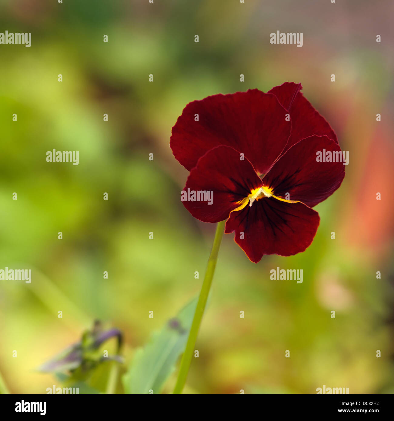 - Le jardinage de fleurs rouge Pansy Banque D'Images