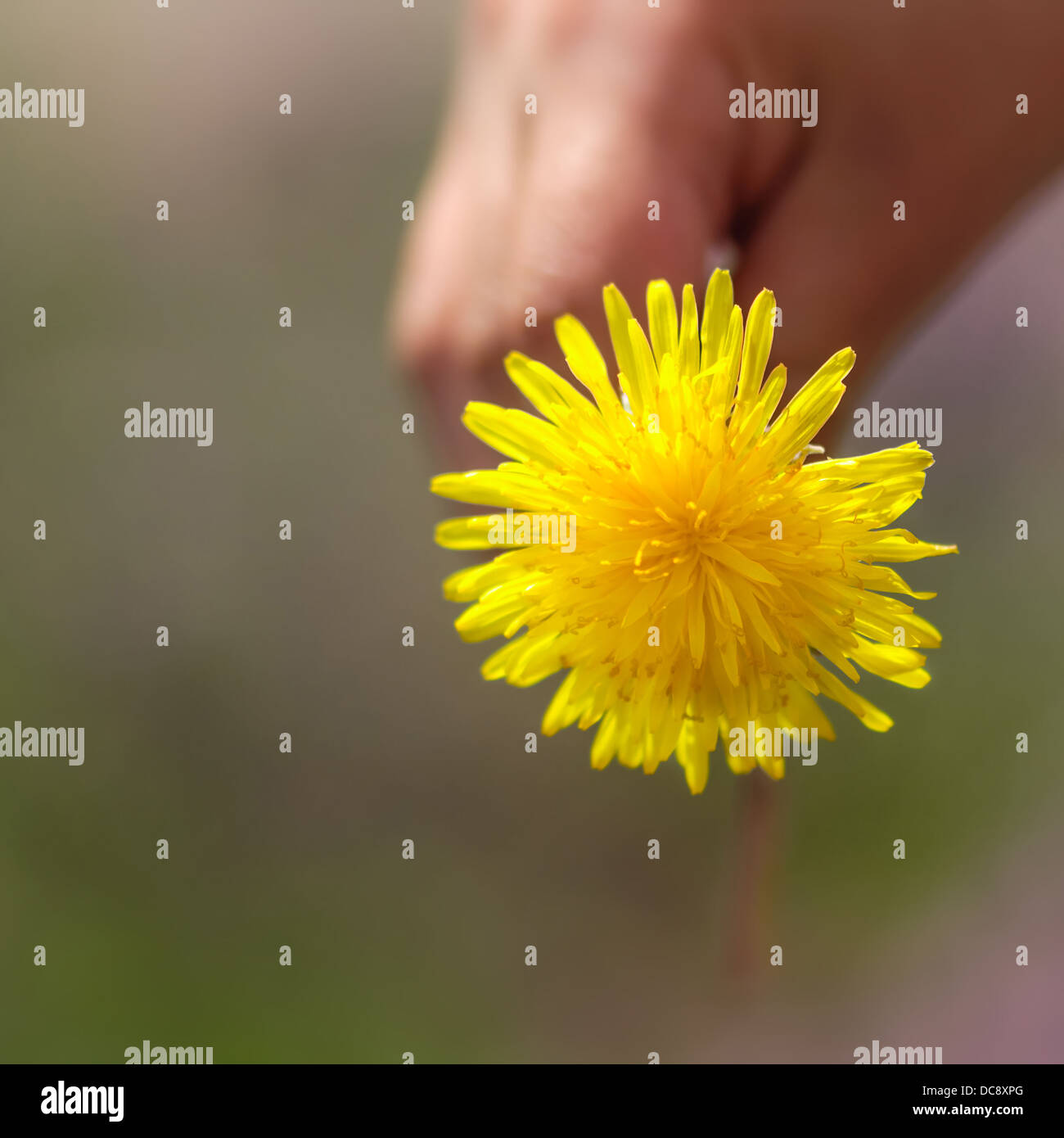 Un pissenlit tenue par la main d'un enfant. Printemps fleur sauvage. Banque D'Images