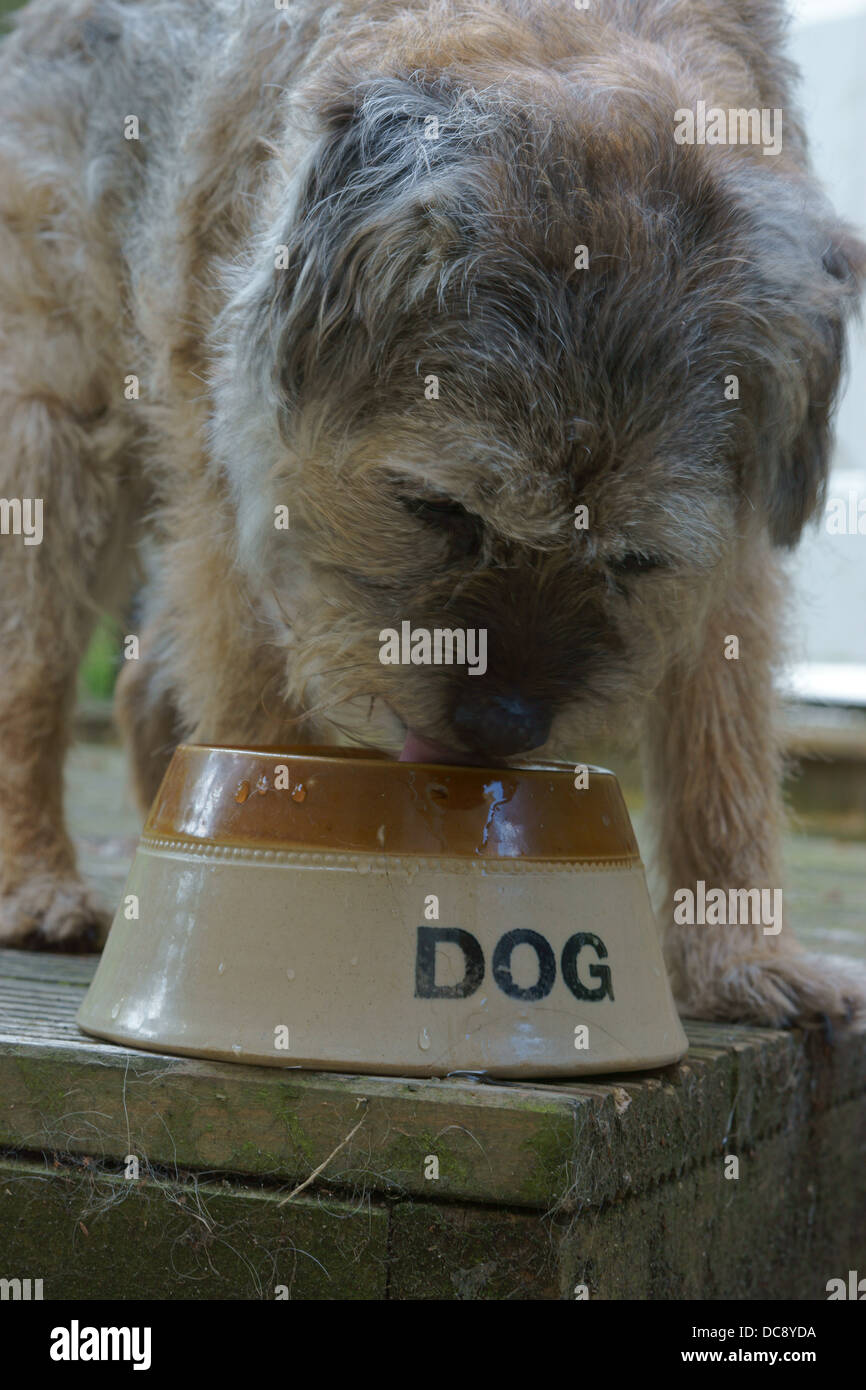 Border terrier de boire de l'eau brune bol decking - terrasse Banque D'Images