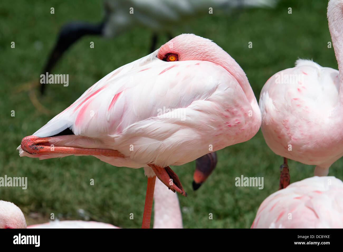 Flamant rose debout sur une jambe Closeup Portrait Banque D'Images