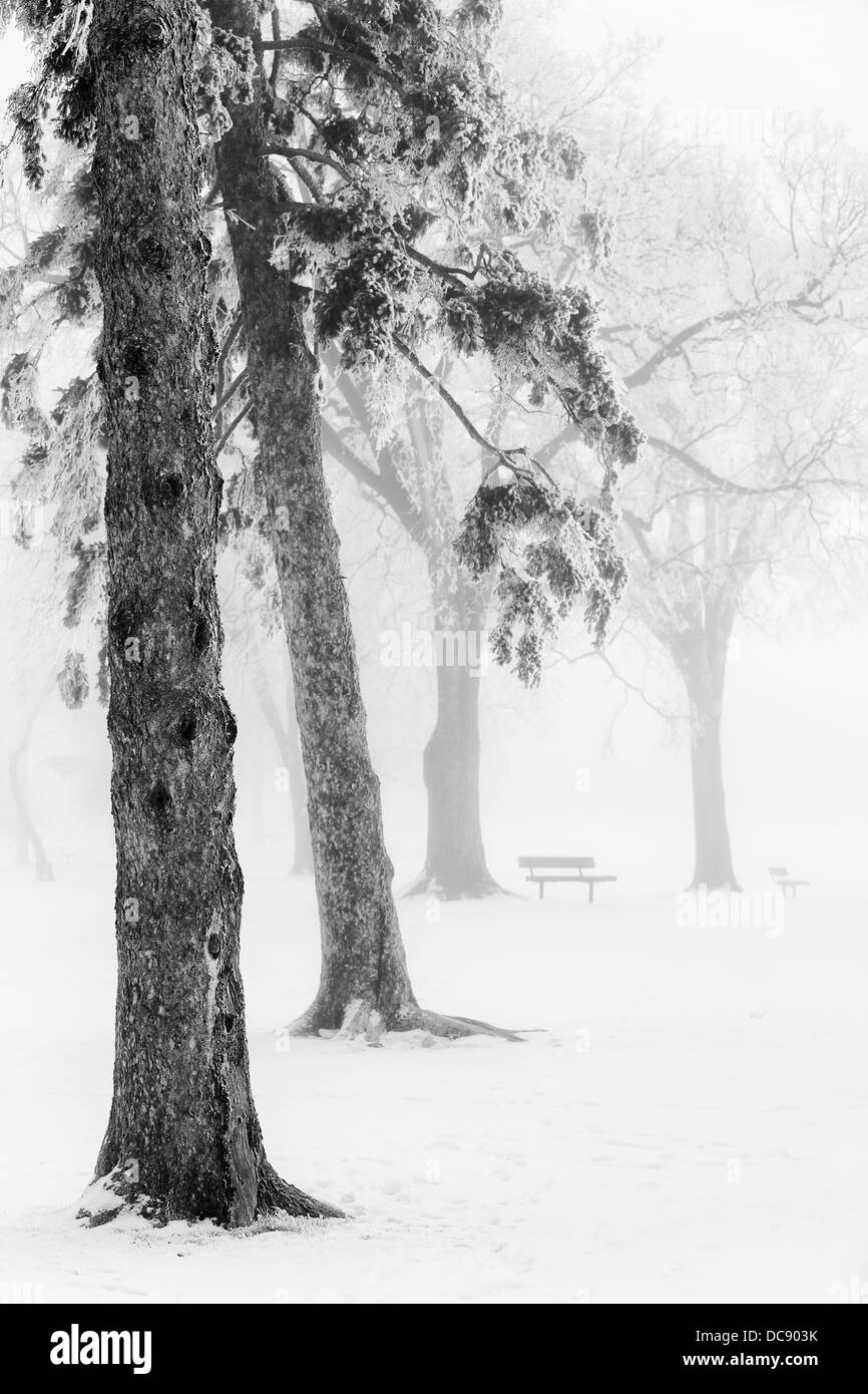 Brouillard de glace en hiver, parc Assiniboine, Winnipeg, Manitoba, Canada Banque D'Images
