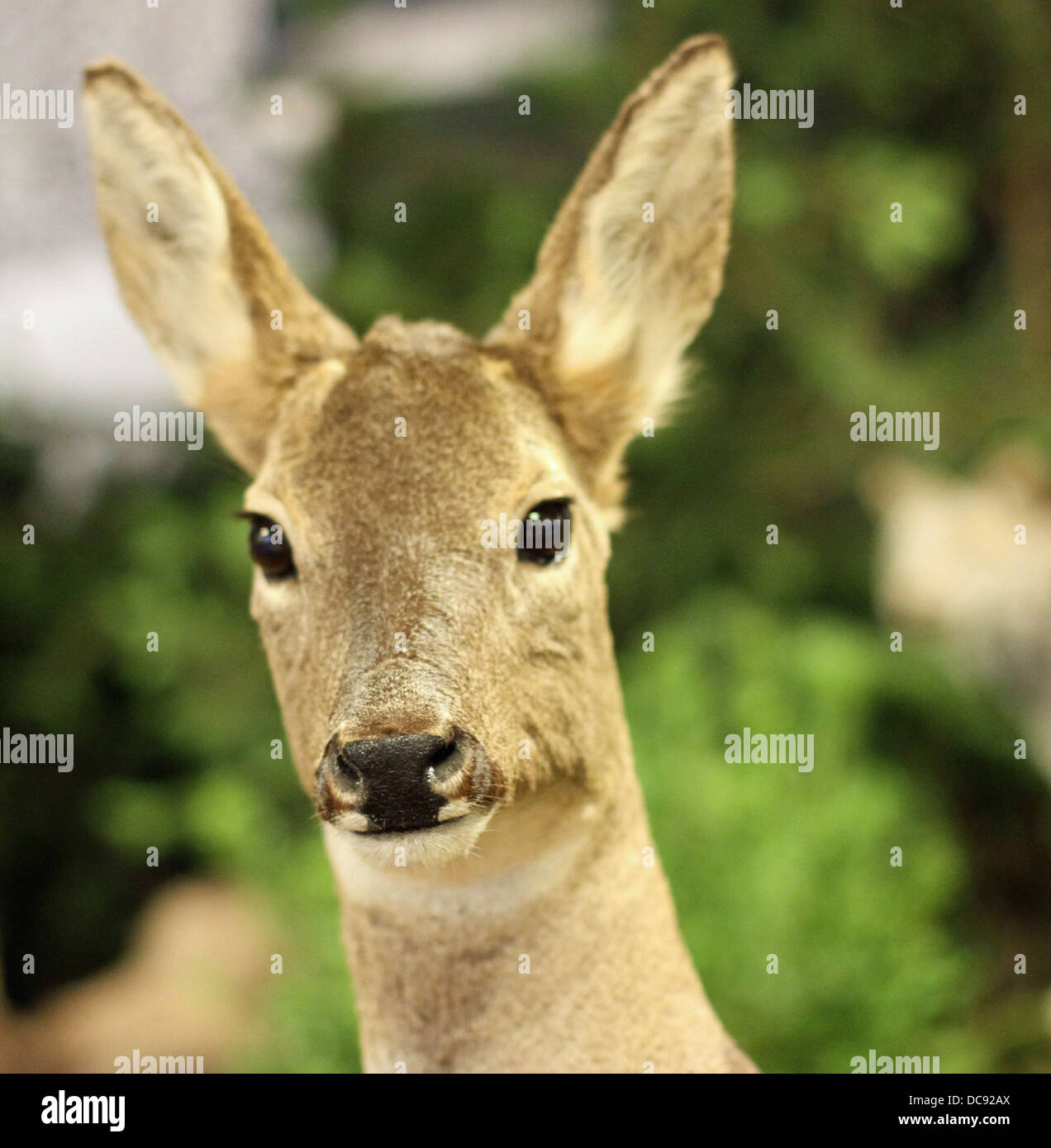 Daims les animaux sauvages de la forêt au milieu de la forêt en chasse par les chasseurs Banque D'Images