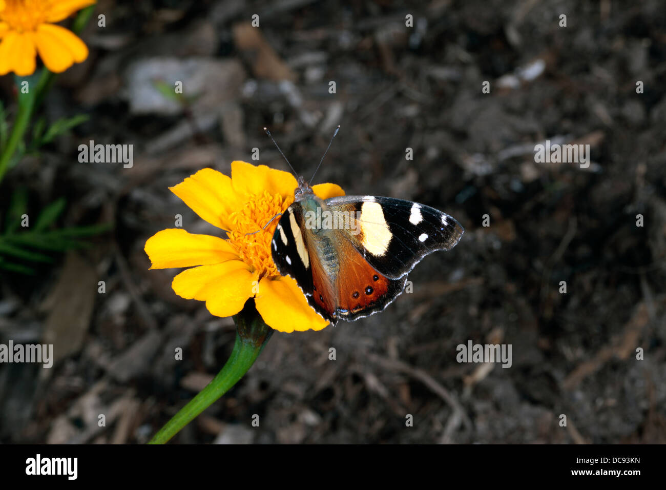 L'amiral jaune australien Butterfly - Vanessa itea - Famille Nyphalidae Banque D'Images