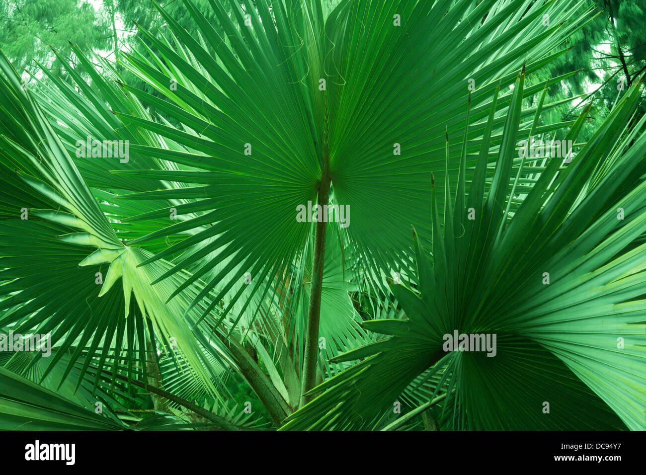 Plantes vertes géantes dans les forêts tropicales Banque D'Images Plantes vertes géantes dans les forêts tropicales Banque D'Images