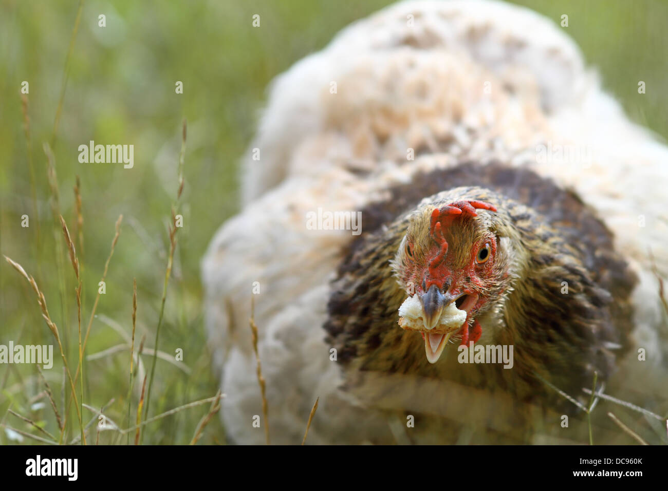 Poule gros plan de manger un morceau de pain, se cachant dans les grandes herbes Banque D'Images