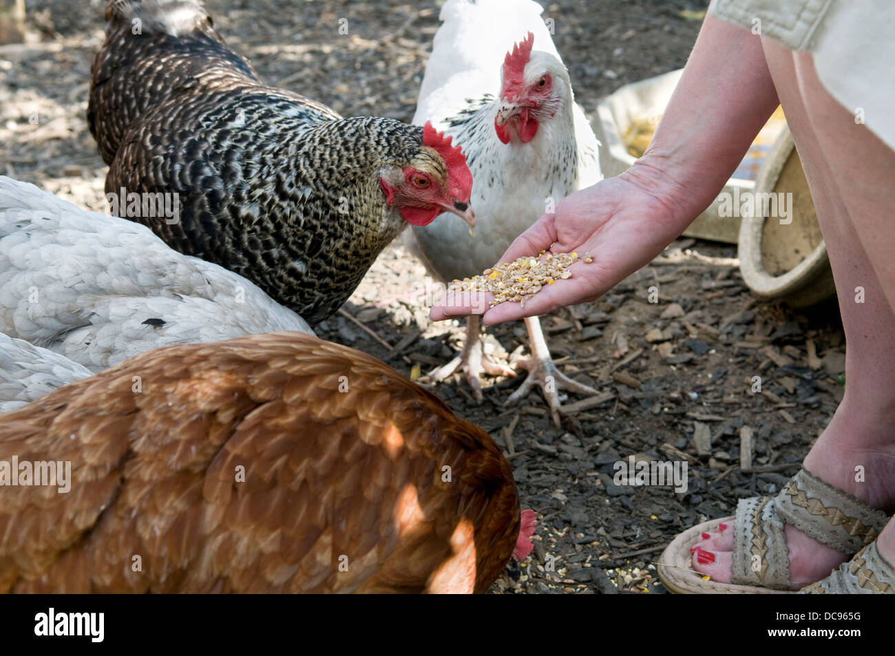 Caucasian woman maïs fourrager de poules à la main, pris dans un jardin en Bristol, Royaume-Uni Banque D'Images
