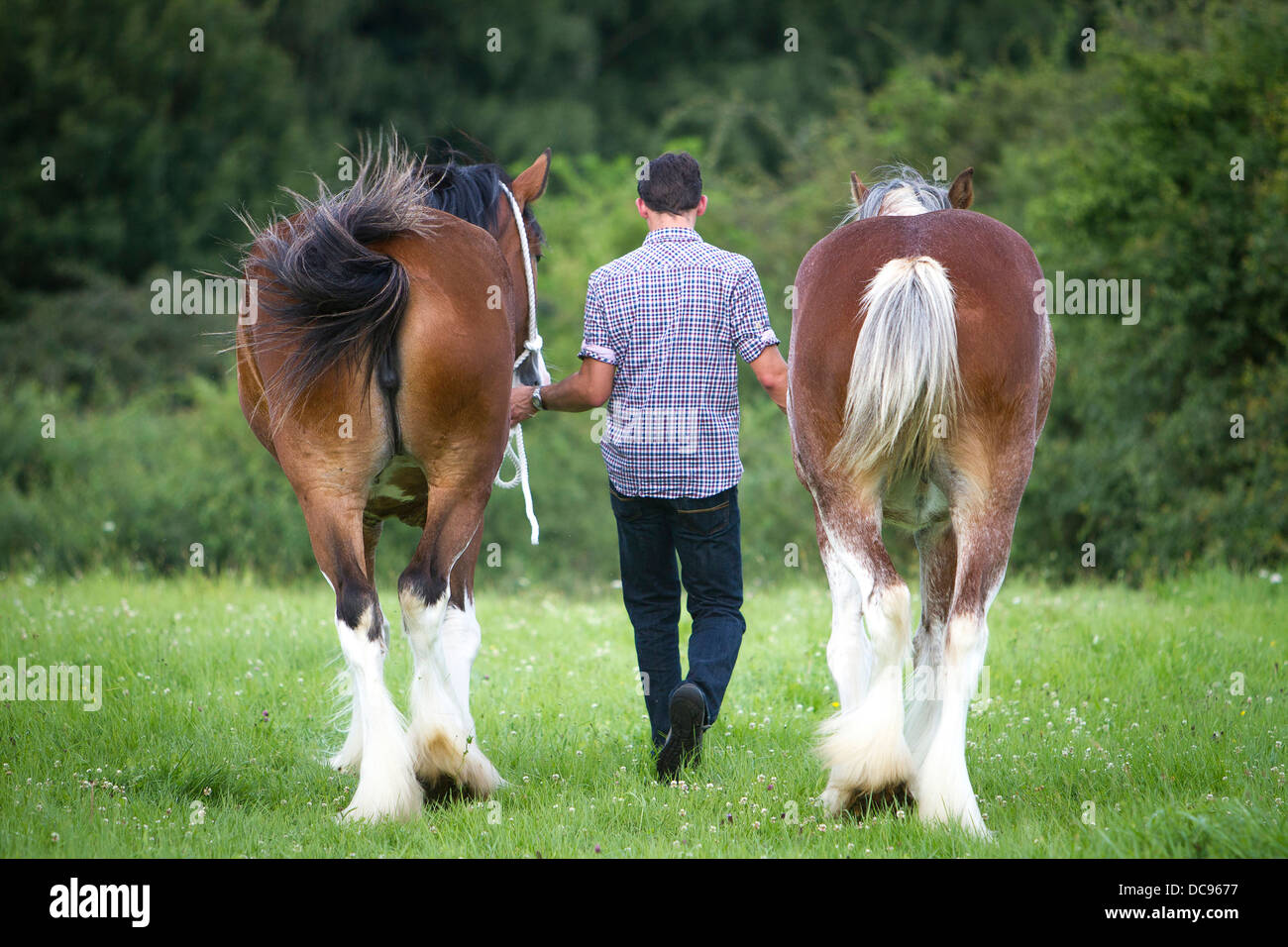 Groom Clydesdale menant deux chevaux à l'écart de l'Alpage Banque D'Images