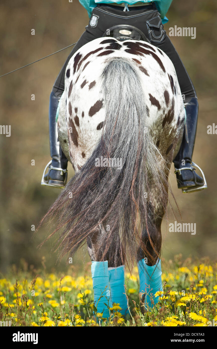 Cheval Knabstrup. Leopard-étalon tacheté avec rider marche sur une prairie en fleurs, vue arrière Banque D'Images