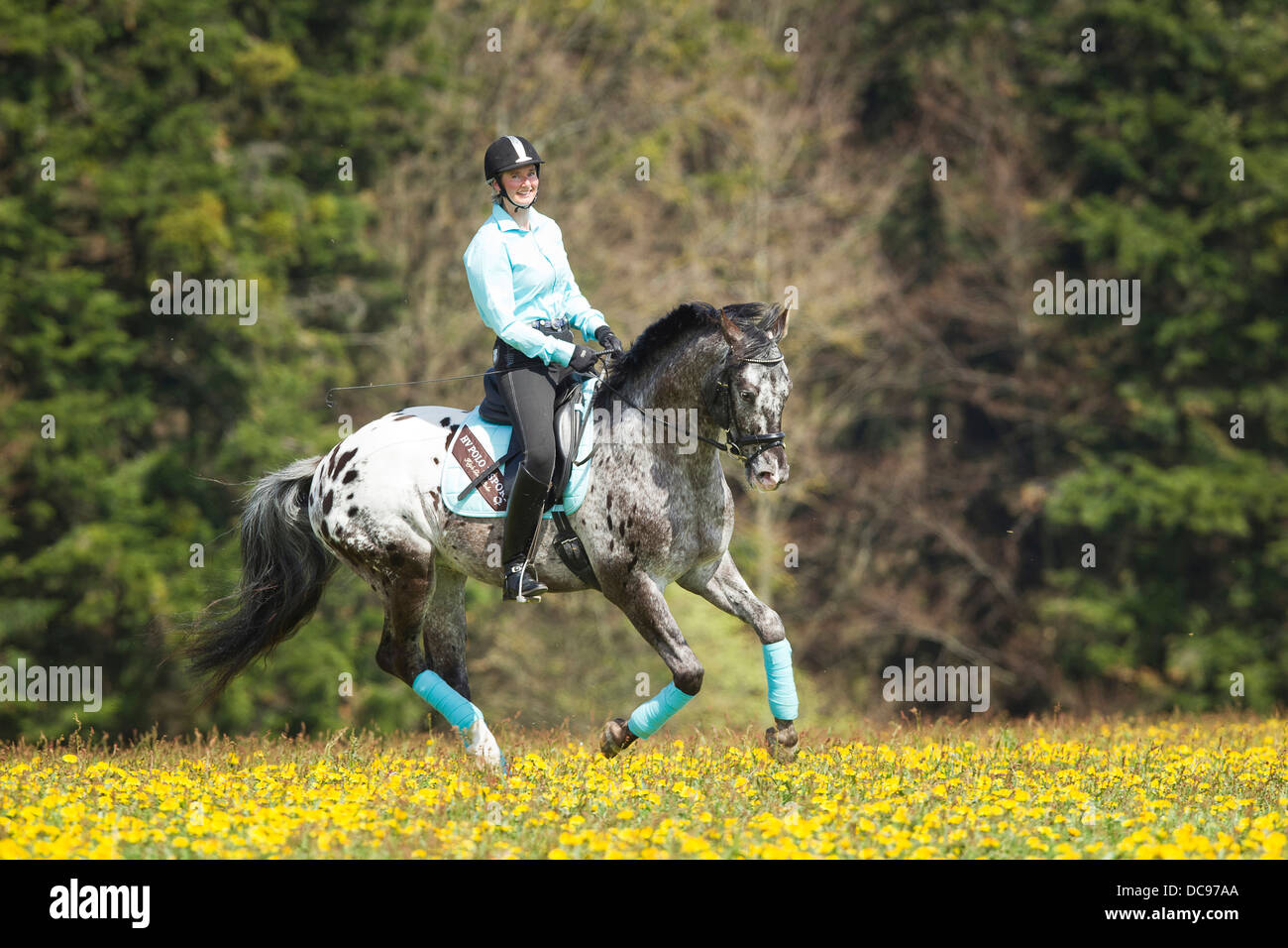 Femme Cheval Knabstrup rider leopard-étalon tacheté floraison galopante meadow Banque D'Images