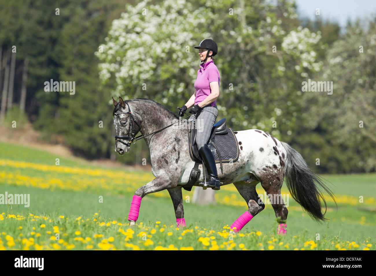 Femme Cheval Knabstrup rider leopard-étalon trotteur meadow fleurs tachetées Banque D'Images