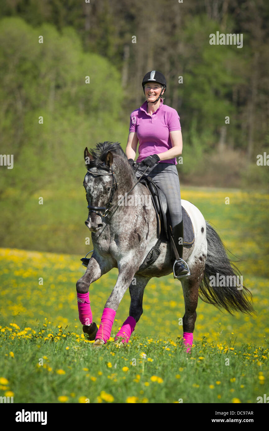 Femme Cheval Knabstrup rider leopard-étalon tacheté floraison galopante meadow Banque D'Images