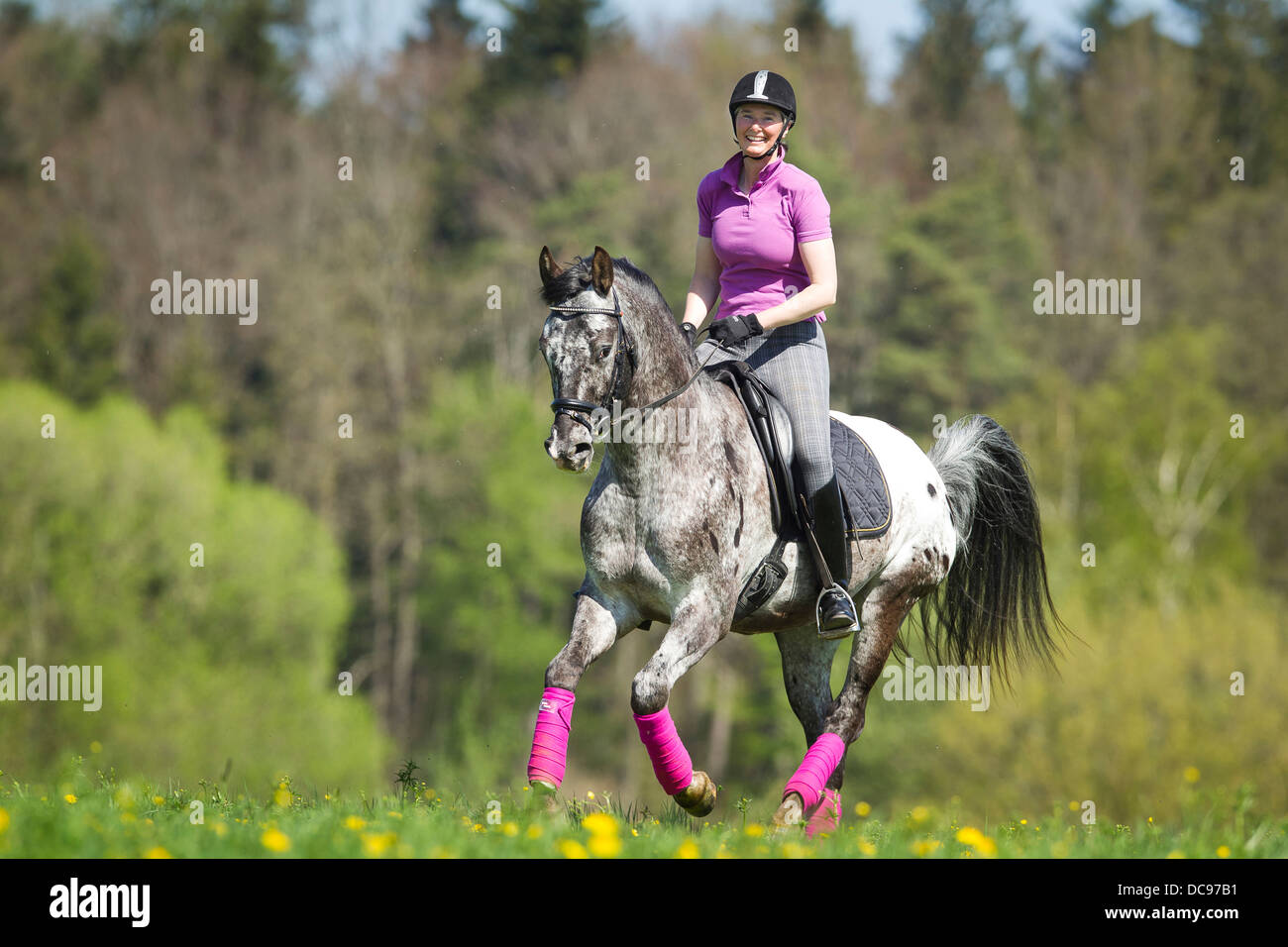 Femme Cheval Knabstrup rider leopard-étalon tacheté floraison galopante meadow Banque D'Images