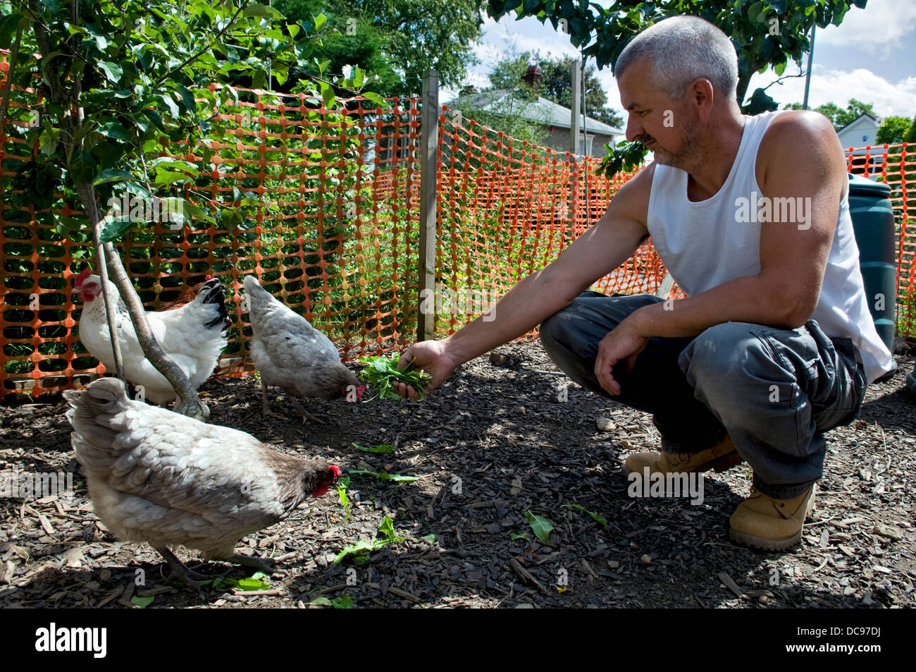 Caucasian man nourrir poules feuilles de pissenlit, pris dans un jardin en Bristol, Royaume-Uni Banque D'Images