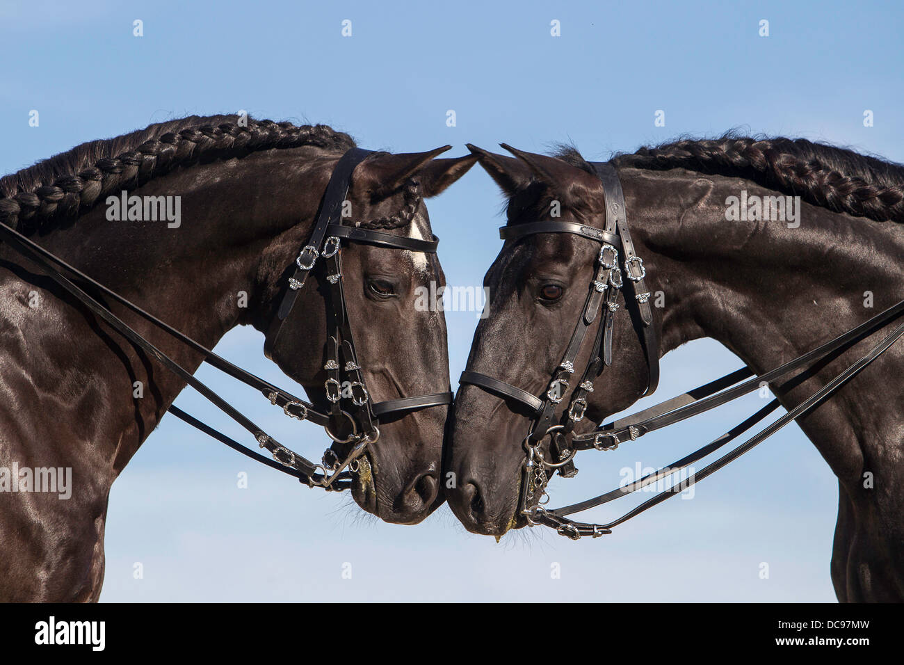 Lusitano. Deux chevaux nez à nez silhouetté contre le soleil couchant Banque D'Images