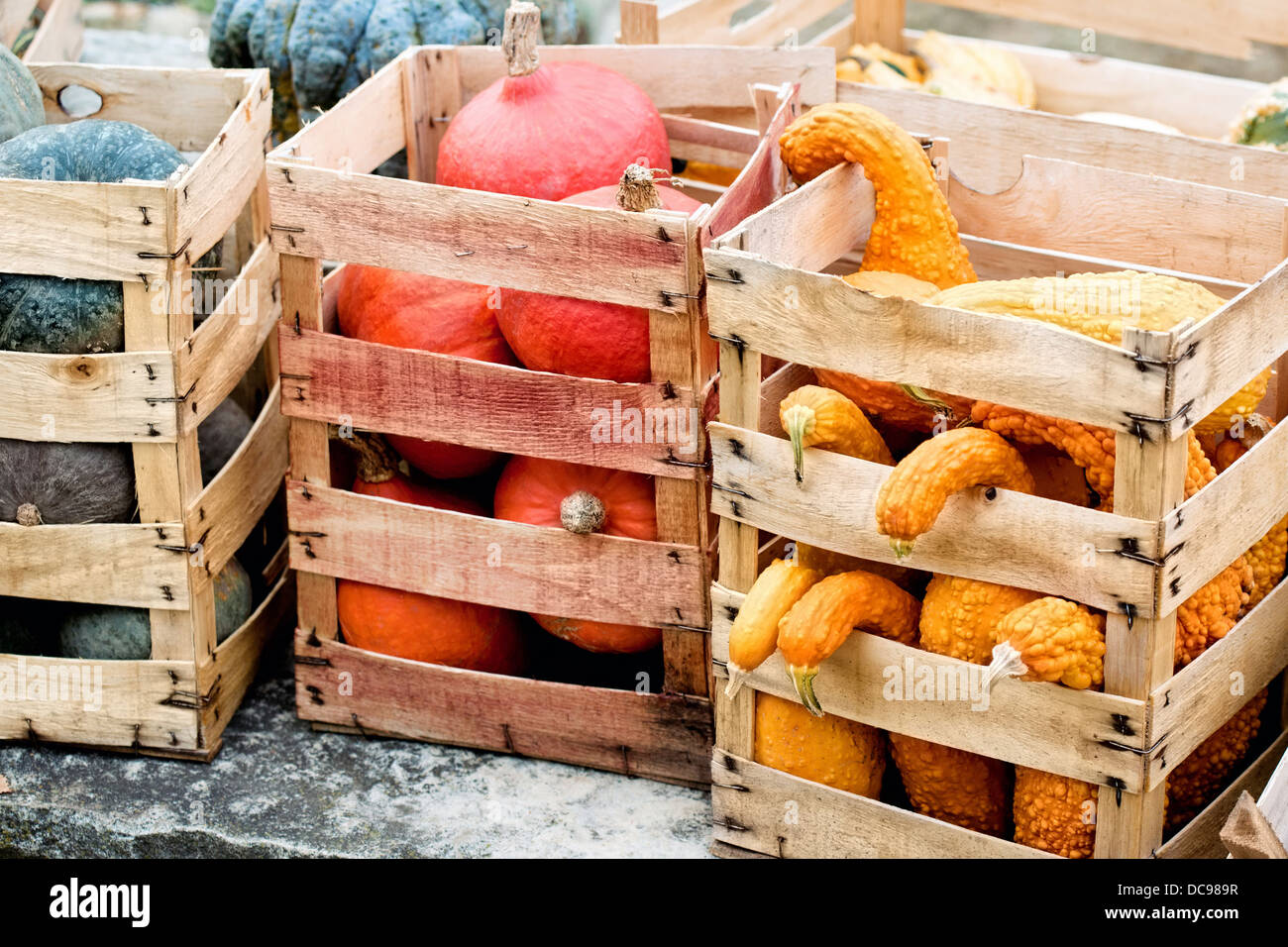 La récolte de citrouille d'automne dans un cartons Banque D'Images
