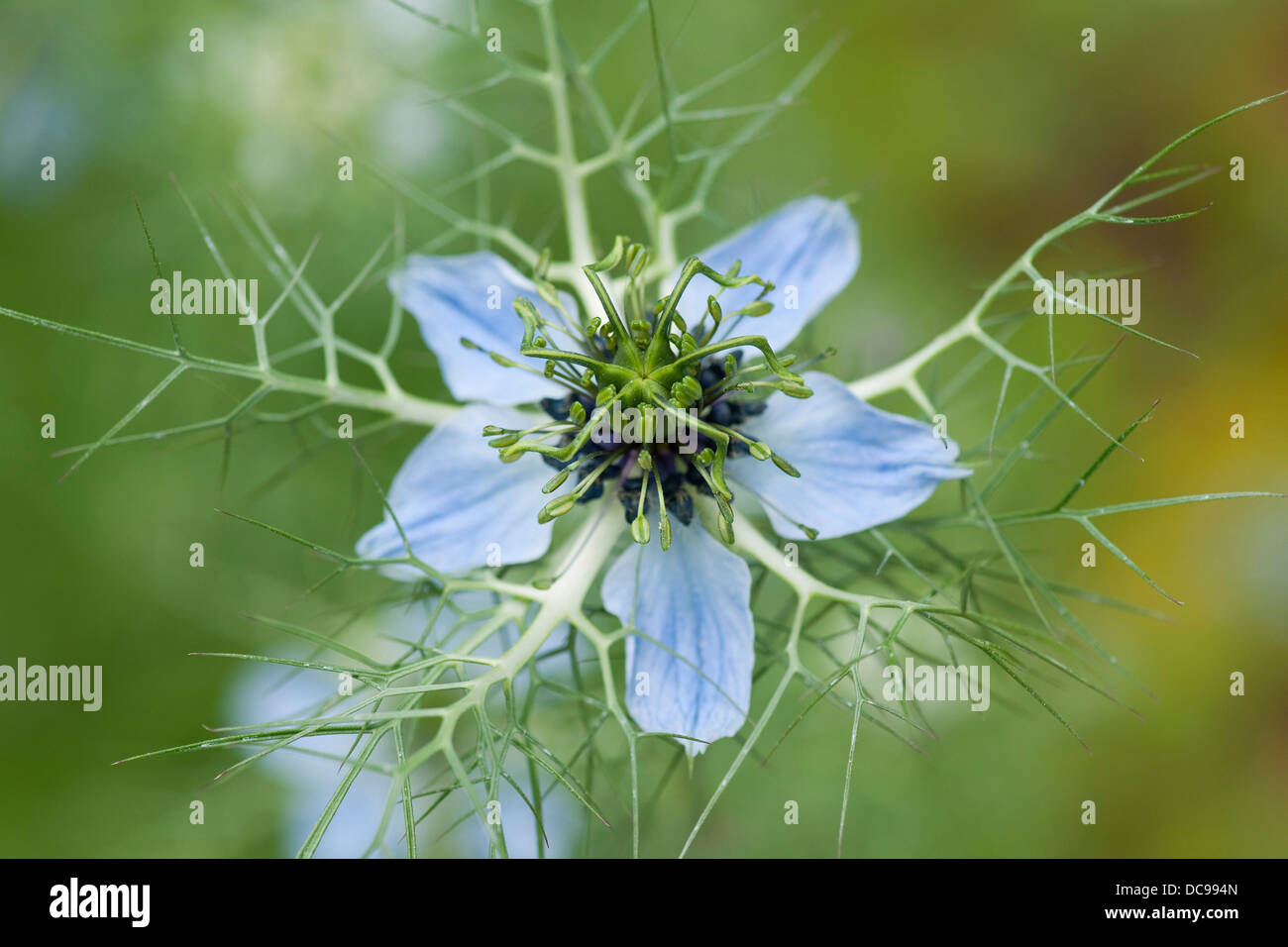 Love-dans-un-Mist ou irréguliers Dame (Nigella damascena), fleur, jardin, plante originaire de la Méditerranée Banque D'Images