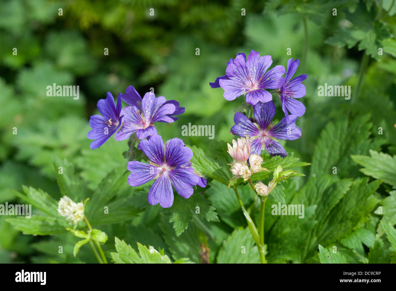 Fleurs délicates d'un géranium vivace géranium sanguin ou Photo Stock -  Alamy