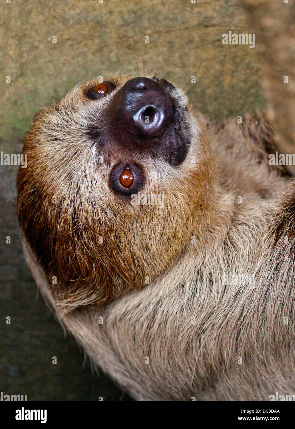 Deux doigts de Linné Sloth (choloepus didactylus) Banque D'Images