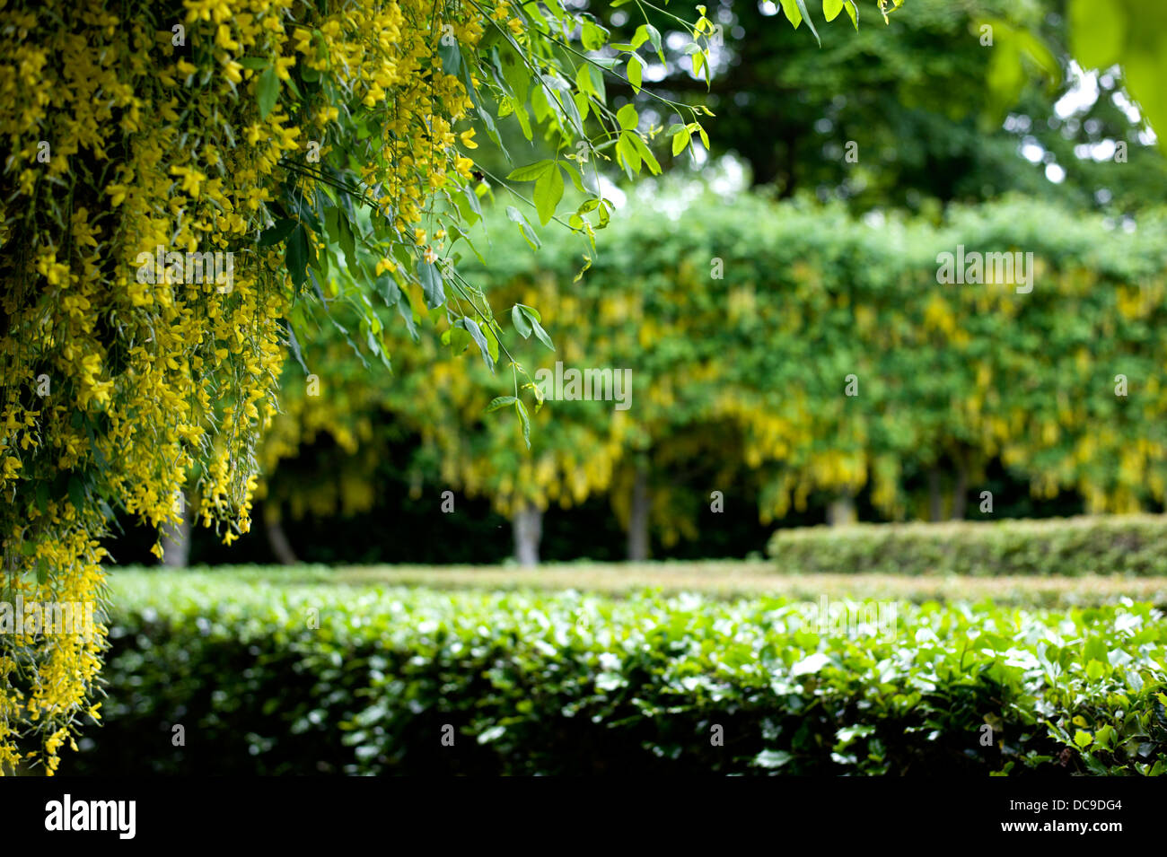 Les fleurs jaune d'or de l'arbre Laburnum surplombent le labyrinthe dans le jardin du château de Cawdor près de Nairn Ecosse Banque D'Images