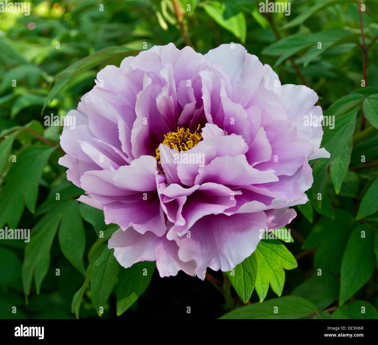 Pivoine japonaise. Paeonia suffruticosa. Fleur. Le cultivar. Don de la ville de Yatsuka au Japon, à la ville de Paris. Banque D'Images