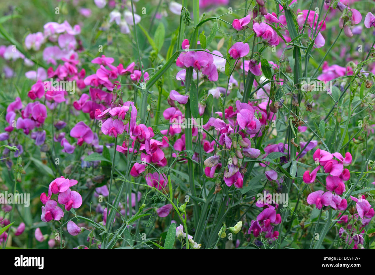 Purple fleurs pois éternelle Lathyrus latifolius Banque D'Images