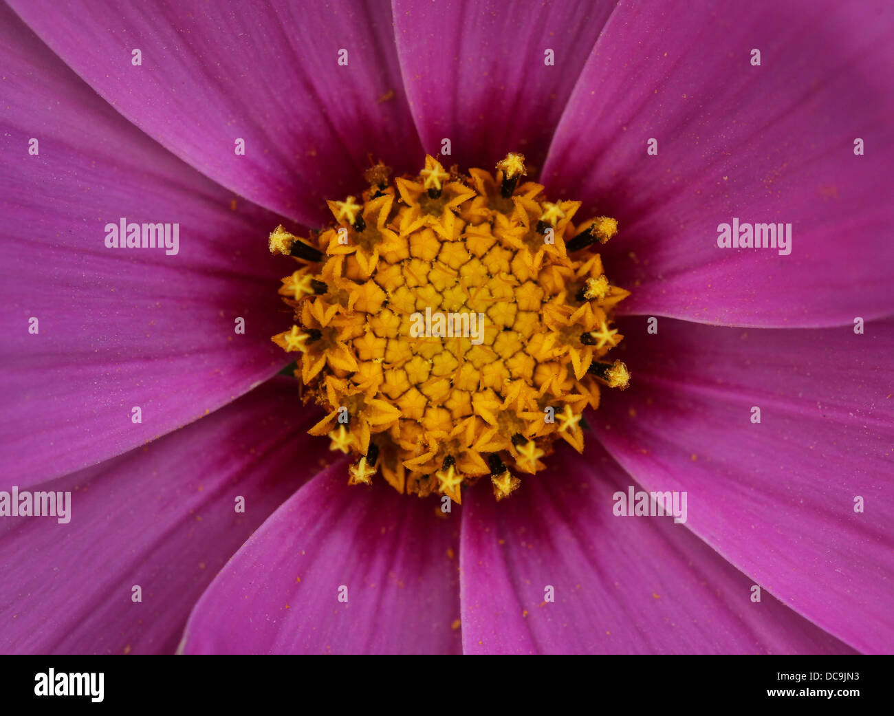 Close up of pink flower cosmos Banque D'Images