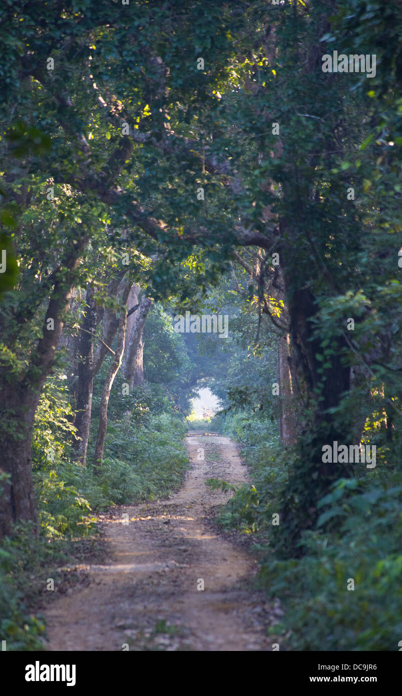 Vue d'une route dans la forêt de Sal dans le parc national de Bardia, Népal Banque D'Images