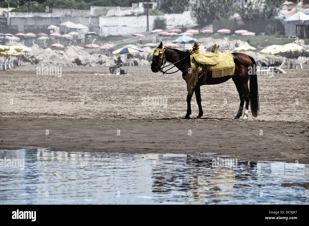 Un cheval harnaché debout à la plage de Casablanca, Maroc Banque D'Images