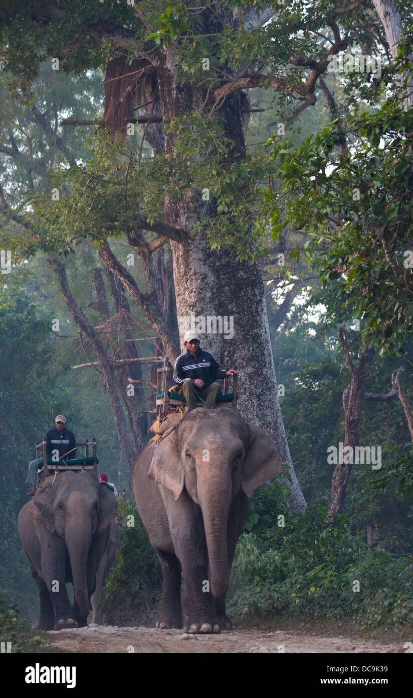 Cornacs équitation leurs éléphants, le parc national de Bardia, Népal Banque D'Images