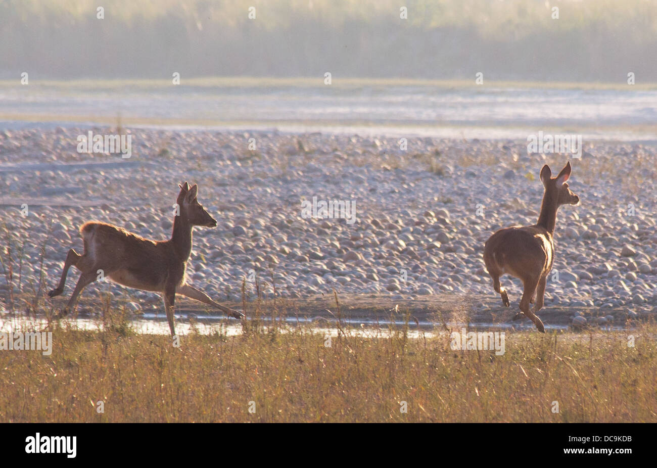 Deux cerfs des marais (Rucervus duvaucelii) aussi connu comme Barasingha en cours d'exécution dans le parc national de Bardia, Népal Banque D'Images