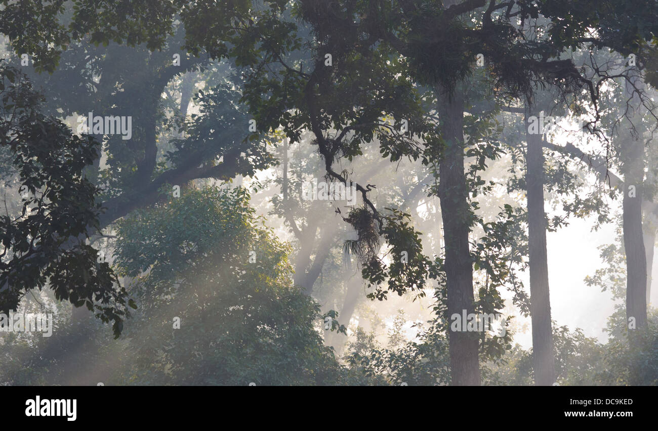 Tôt le matin dans la forêt de sals, avec des rayons de soleil et de la brume, le parc national de Bardia, Népal Banque D'Images