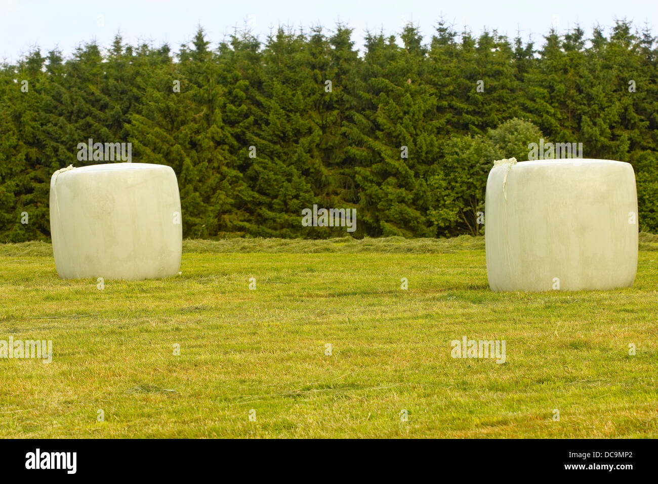 Field with hay rolls Banque D'Images