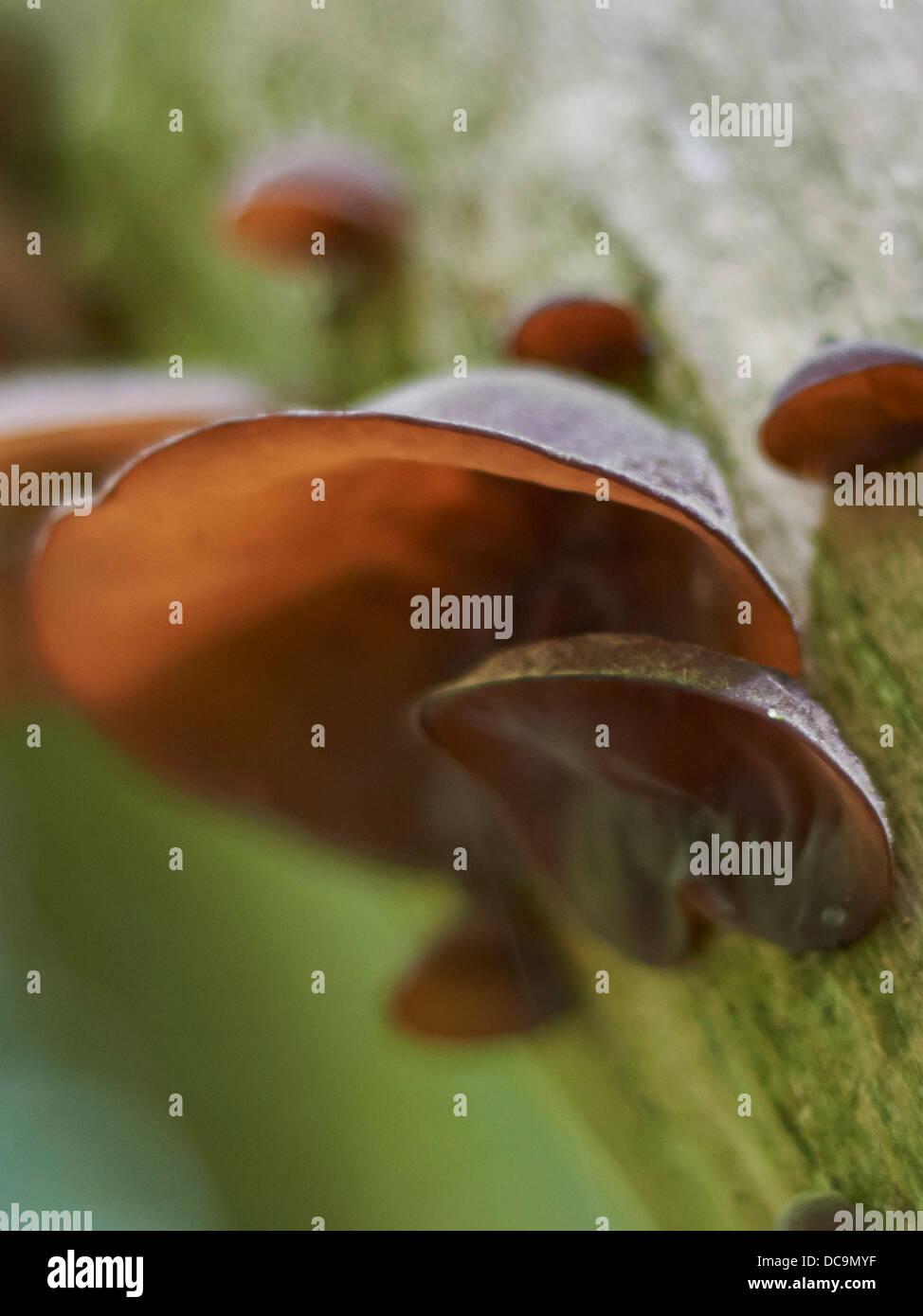 Champignon d'oreille gelée on tree Banque D'Images