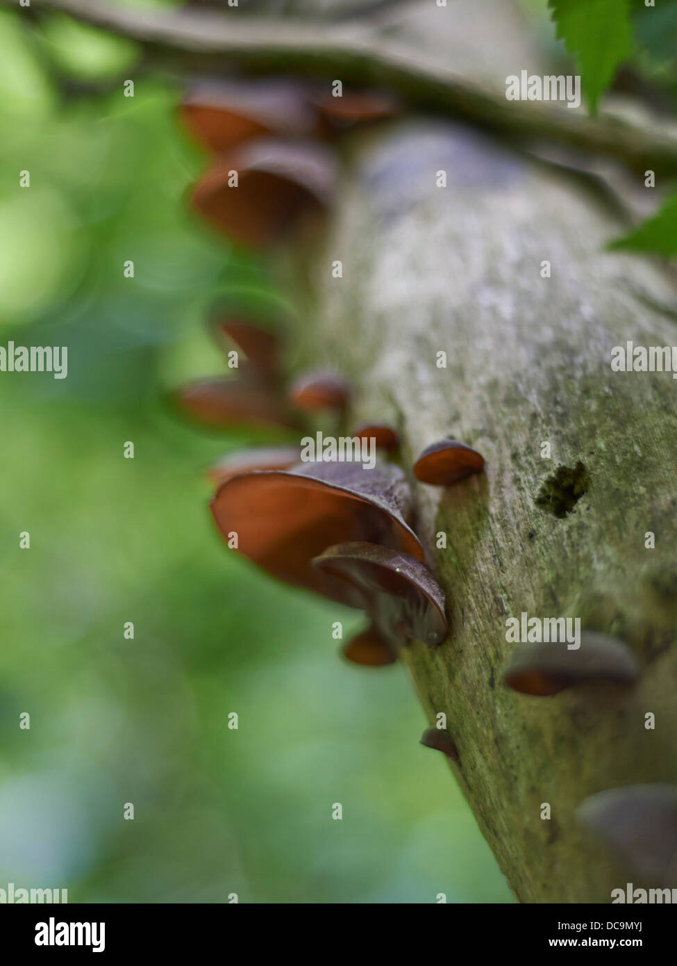 Champignon d'oreille gelée on tree Banque D'Images