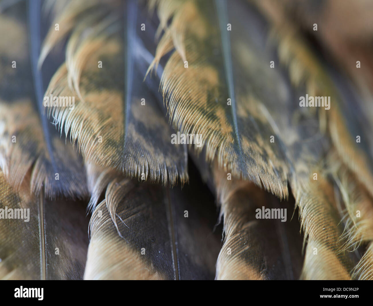 Plumes de hibou Banque de photographies et d’images à haute résolution — free download