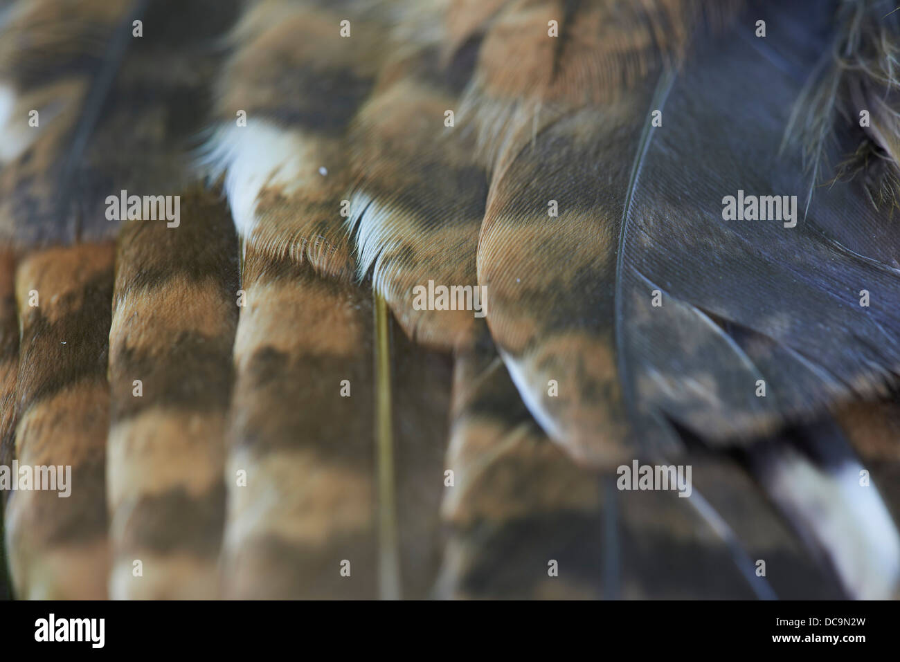 Plumes de hibou Banque de photographies et d’images à haute résolution — free download