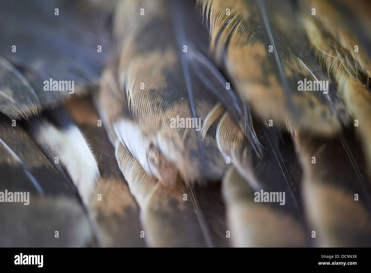 Plumes de hibou Banque de photographies et d’images à haute résolution — free download