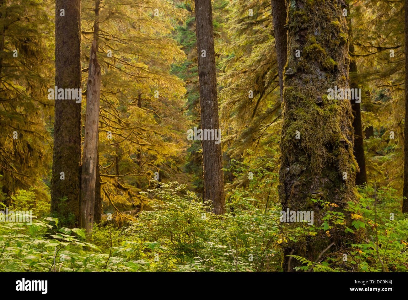 USA, Alaska, la Forêt nationale de Tongass. Sur l'île pittoresque de la forêt de l'amirauté. Banque D'Images