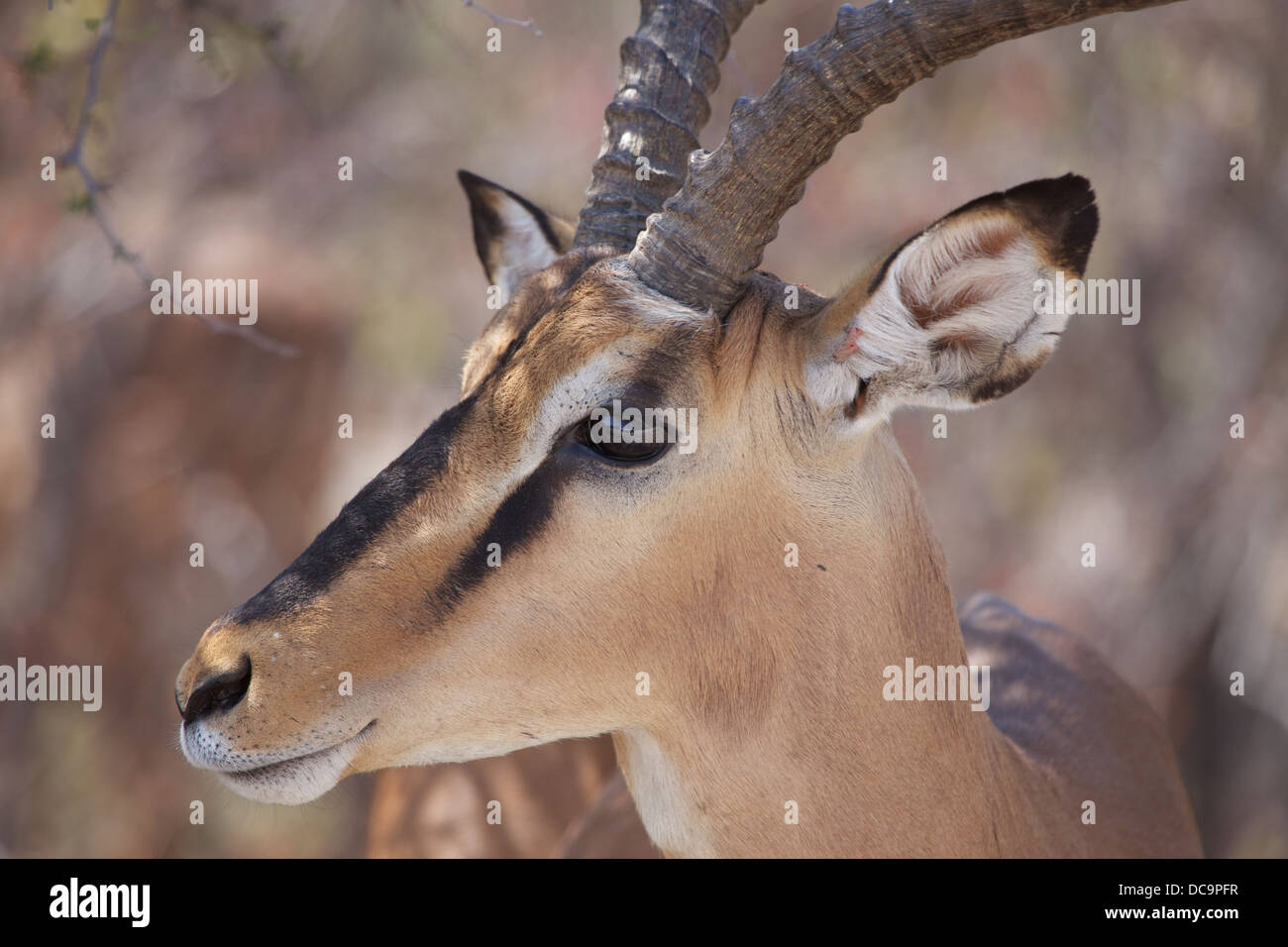 Belle tête noire 501 dans la réserve d'Etosha, Namibie Banque D'Images