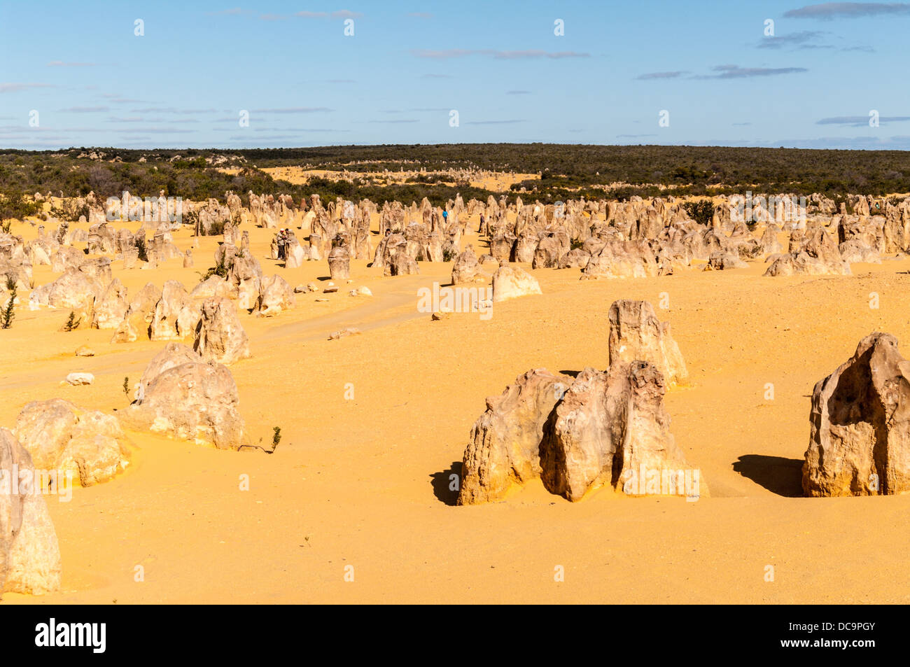 Les PINNACLES, le Parc National de Nambung, PRÈS DE CERVANTES, Australie occidentale, Australie Banque D'Images
