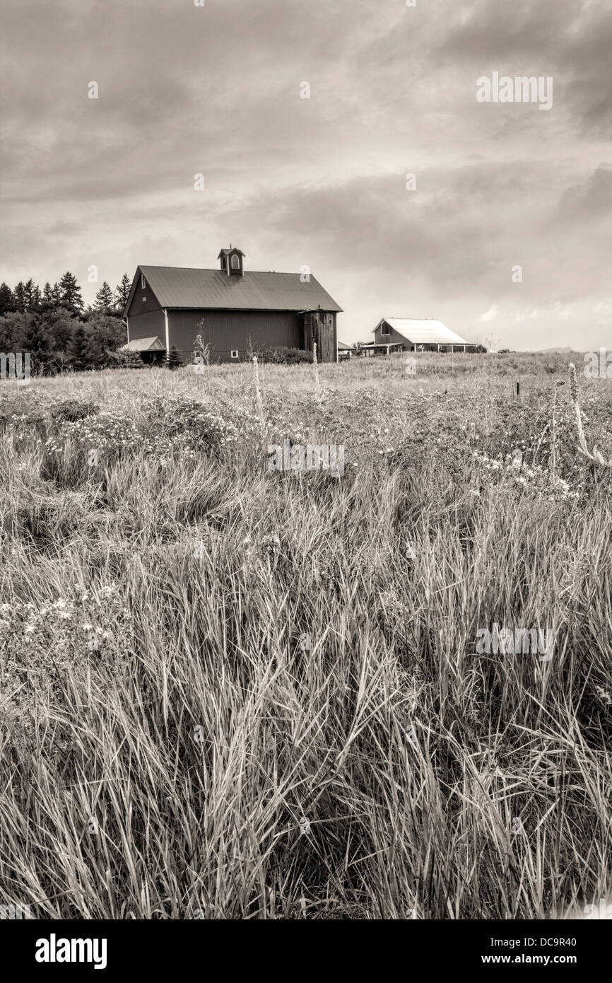 B&W du champ agricole et une grange. Banque D'Images
