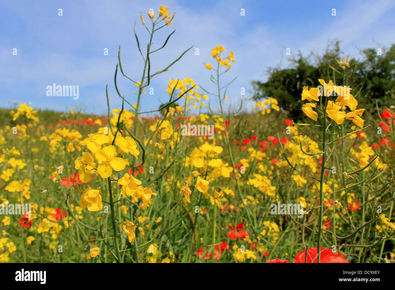 Vue panoramique de jaune et rouge en fleurs fleurs de pavot dans le champ. Banque D'Images